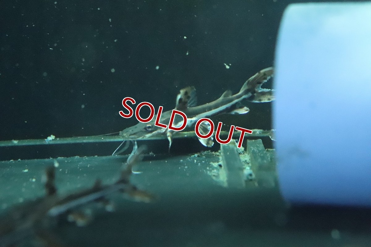 画像3: 【淡水魚】【通販】珍種 タイガーシャベルノーズキャット(サンフランシスコピンタード×カラパリ？？)【１匹 サンプル画像】±5cm(生体)(熱帯魚)NKO (3)