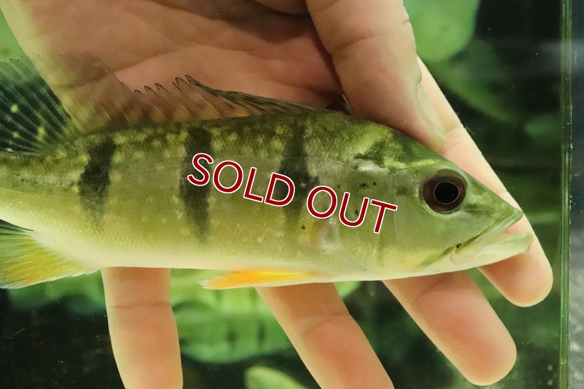 画像2: 【淡水魚】【通販】激安 キクラ sp スターダストギャラクシー ワイルド【１匹 サンプル画像】(±16-17cm)(大型魚)(生体)(熱帯魚)NKO (2)