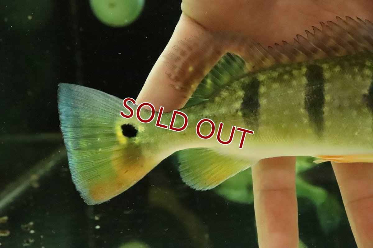 画像3: 【淡水魚】【通販】激安 キクラ sp スターダストギャラクシー ワイルド【１匹 サンプル画像】(±16-17cm)(大型魚)(生体)(熱帯魚)NKO (3)