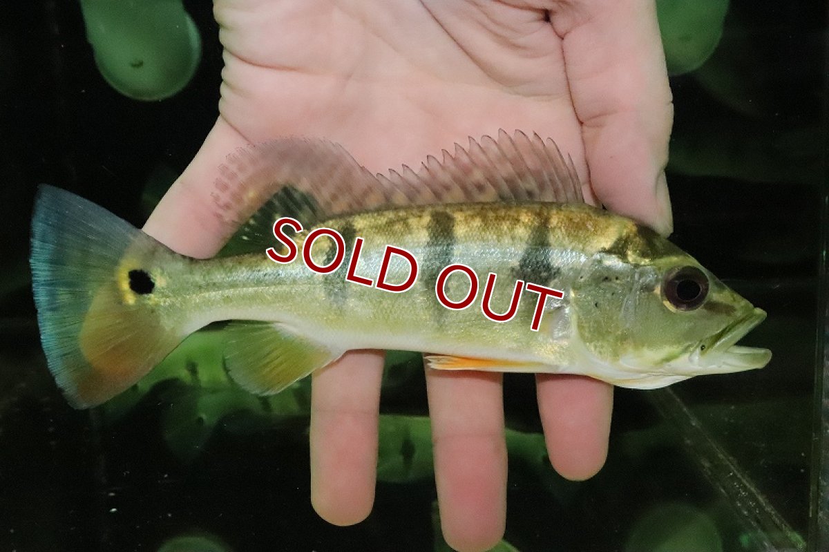 画像4: 【淡水魚】【通販】激安 キクラ sp スターダストギャラクシー ワイルド【１匹 サンプル画像】(±16-17cm)(大型魚)(生体)(熱帯魚)NKO (4)