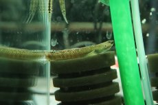 画像1: 【淡水魚】【通販】ニジイロボウズハゼ【１匹 サンプル画像】(ハゼ)(生体)(熱帯魚)NK (1)