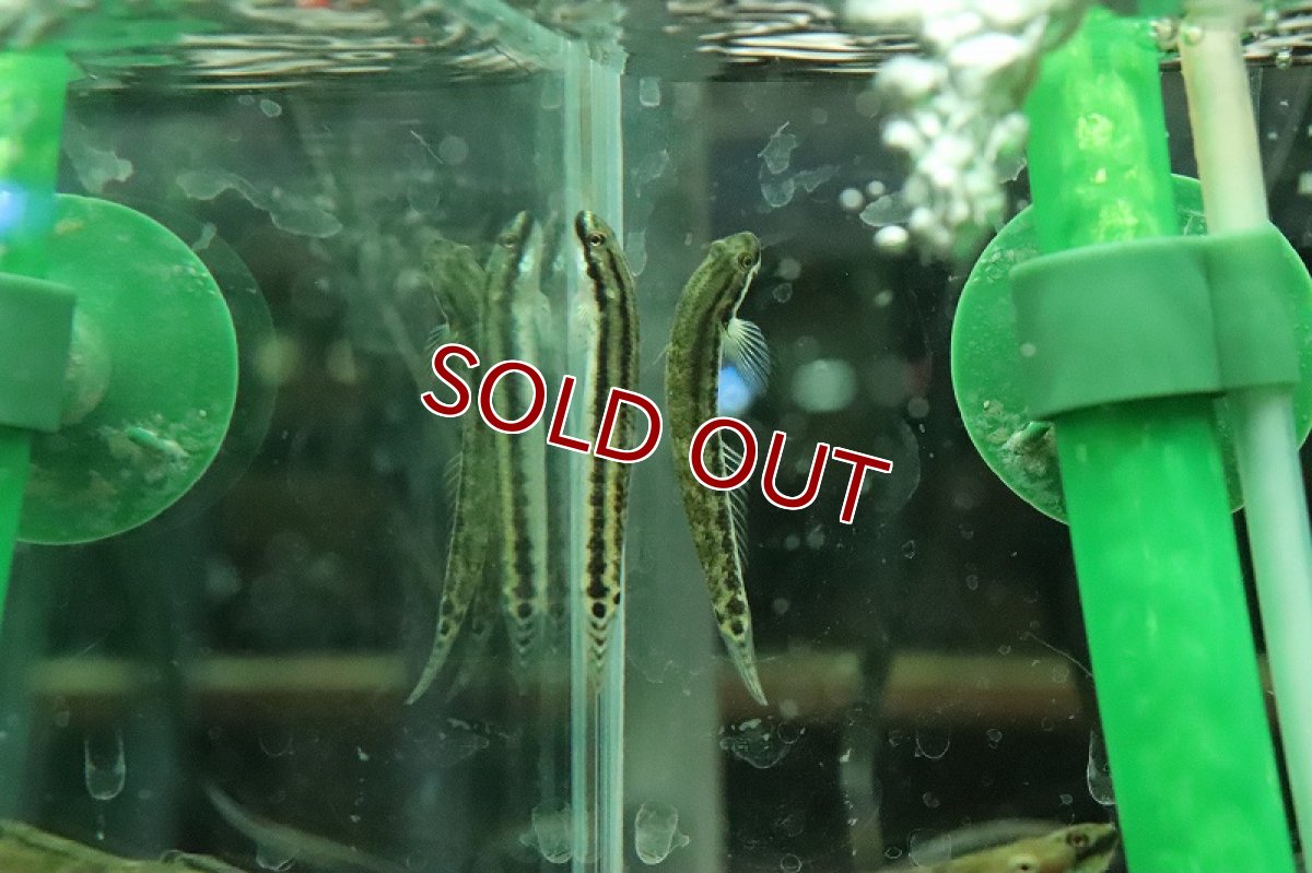 画像3: 【淡水魚】【通販】ニジイロボウズハゼ【１匹 サンプル画像】(ハゼ)(生体)(熱帯魚)NK (3)