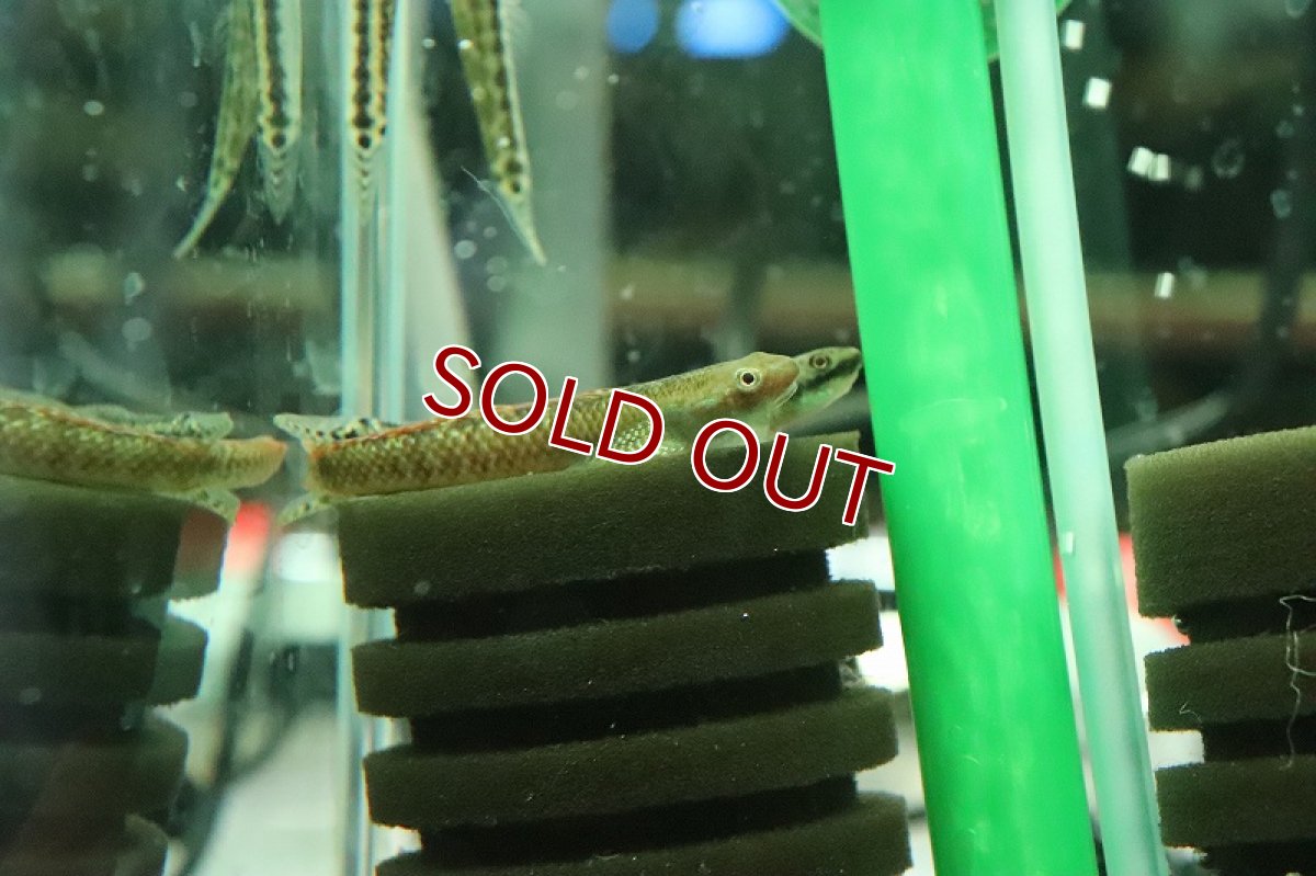 画像4: 【淡水魚】【通販】ニジイロボウズハゼ【１匹 サンプル画像】(ハゼ)(生体)(熱帯魚)NK (4)