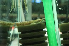 画像4: 【淡水魚】【通販】ニジイロボウズハゼ【１匹 サンプル画像】(ハゼ)(生体)(熱帯魚)NK (4)