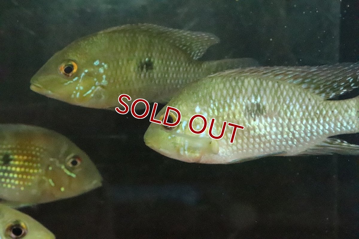 画像2: 【淡水魚】激レア種 本物 ゲオファーガス ブラジリエンシス パラナイーバ ド スルー産 ワイルド【１匹】(±7-9cm)(生体)(熱帯魚)NKO (2)