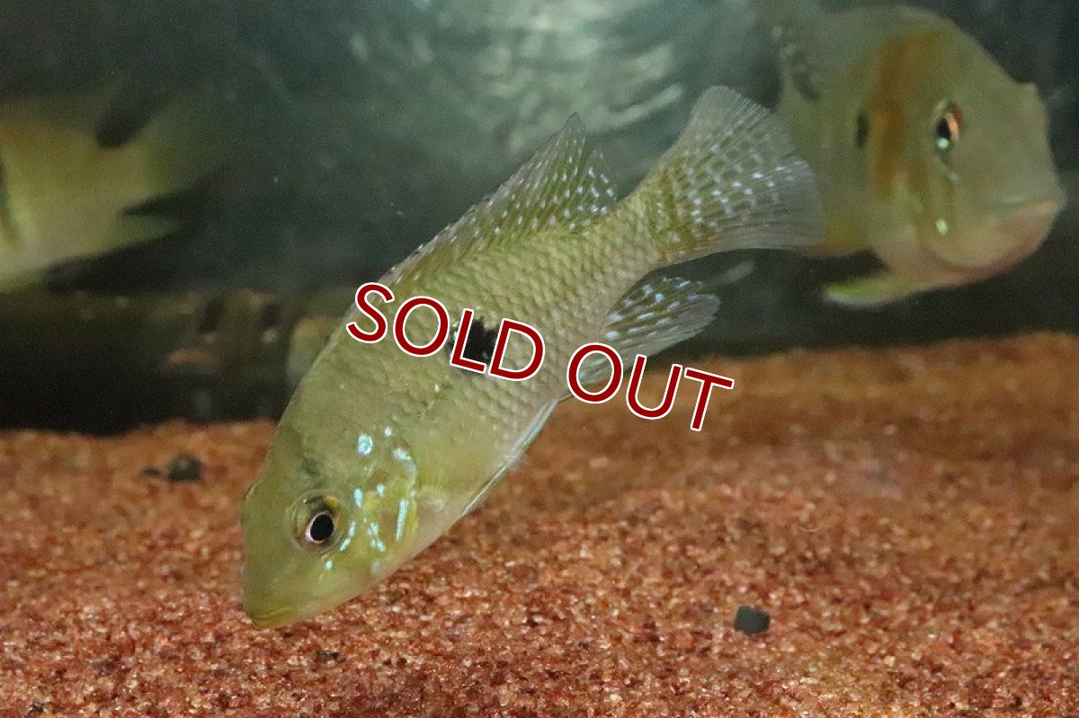 画像3: 【淡水魚】激レア種 本物 ゲオファーガス ブラジリエンシス パラナイーバ ド スルー産 ワイルド【１匹】(±7-9cm)(生体)(熱帯魚)NKO (3)