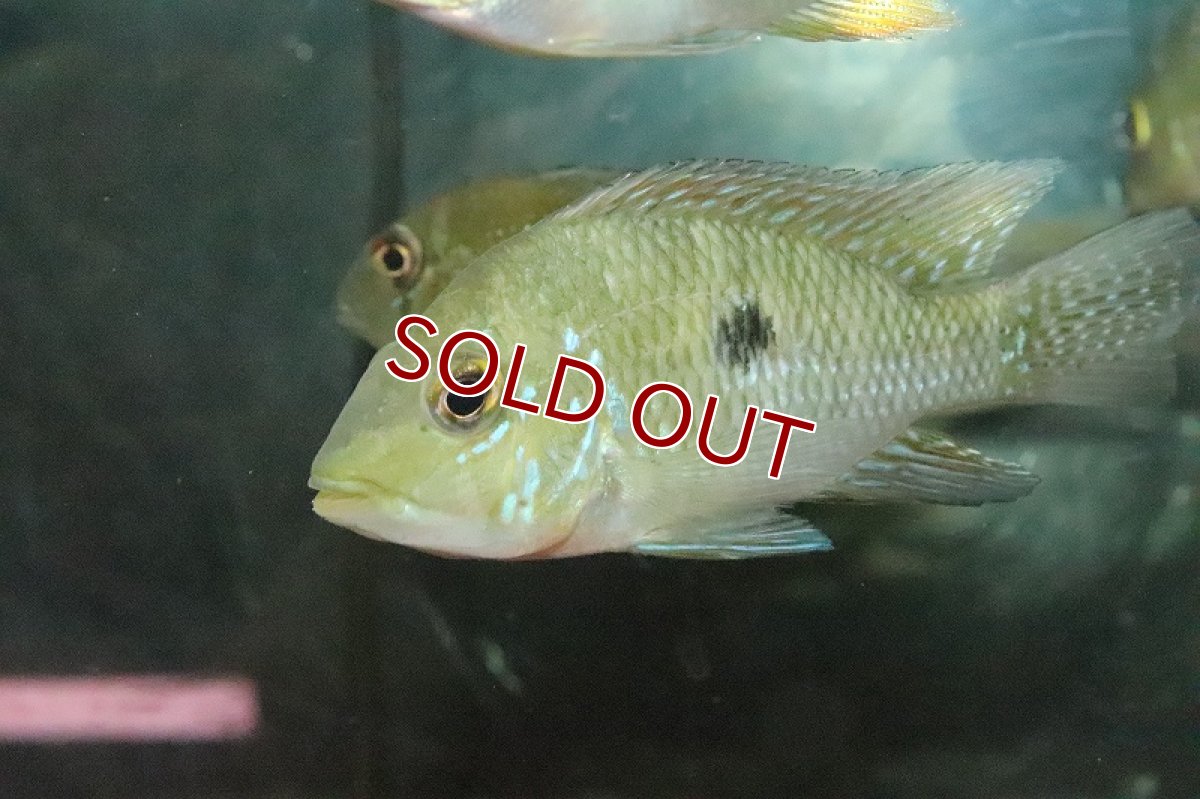 画像4: 【淡水魚】激レア種 本物 ゲオファーガス ブラジリエンシス パラナイーバ ド スルー産 ワイルド【１匹】(±7-9cm)(生体)(熱帯魚)NKO (4)