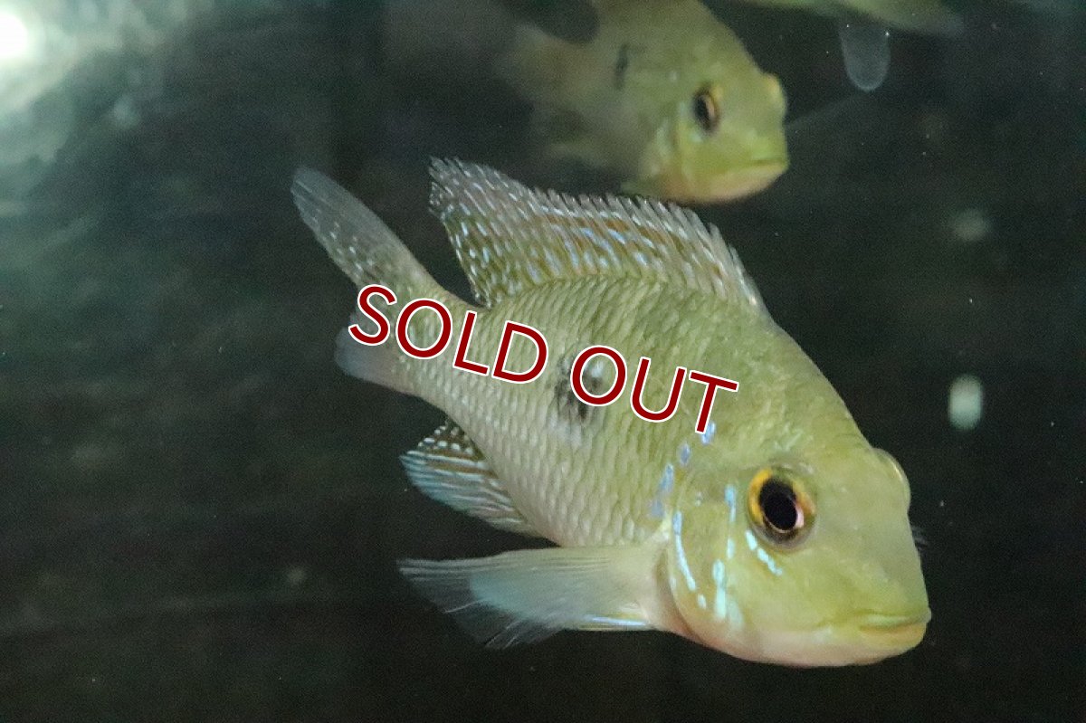 画像5: 【淡水魚】激レア種 本物 ゲオファーガス ブラジリエンシス パラナイーバ ド スルー産 ワイルド【１匹】(±7-9cm)(生体)(熱帯魚)NKO (5)