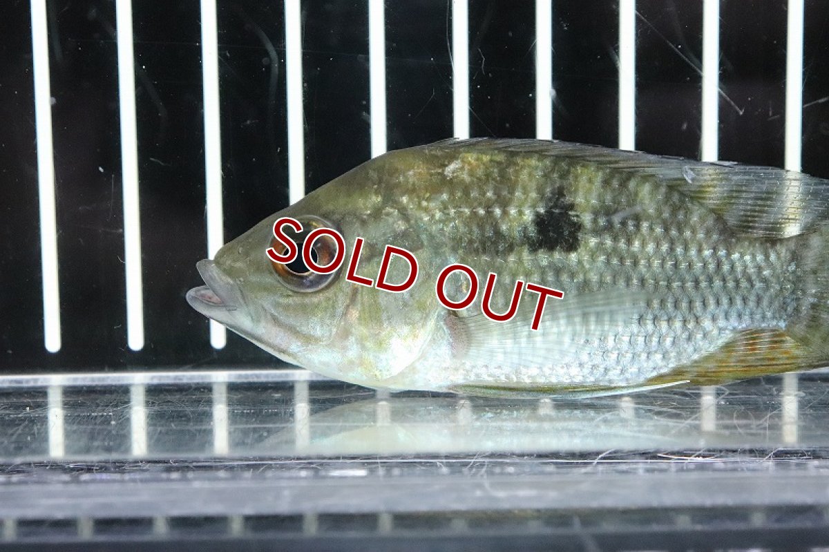 画像2: 【淡水魚】初産地 激レア カエトブランクスフラベッセンス アレンカークルア産 ワイルド【１匹 サンプル画像】(±8cm)(生体)(熱帯魚)NKO (2)