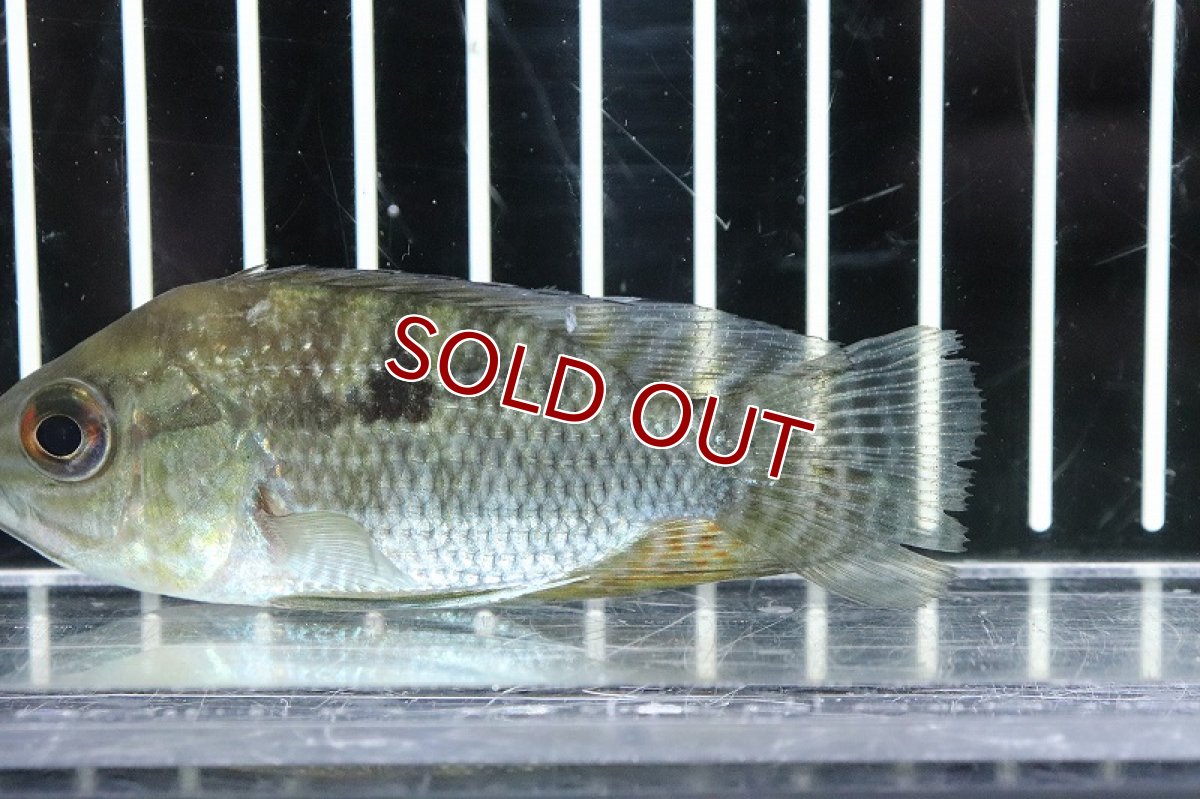 画像3: 【淡水魚】初産地 激レア カエトブランクスフラベッセンス アレンカークルア産 ワイルド【１匹 サンプル画像】(±8cm)(生体)(熱帯魚)NKO (3)