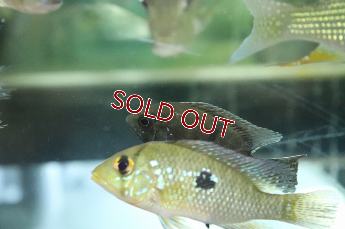 画像2: 【淡水魚】激レア スマラグドシクリッド リオカイクビ産 ワイルド【１匹 サンプル画像】(±5-6cm)(大型魚)(生体)(熱帯魚)NKO (2)