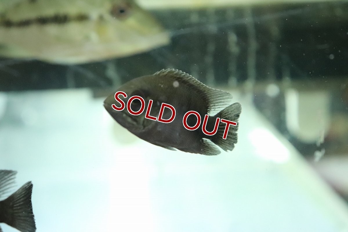 画像3: 【淡水魚】激レア スマラグドシクリッド リオカイクビ産 ワイルド【１匹 サンプル画像】(±5-6cm)(大型魚)(生体)(熱帯魚)NKO (3)