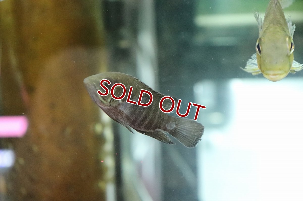 画像4: 【淡水魚】激レア スマラグドシクリッド リオカイクビ産 ワイルド【１匹 サンプル画像】(±5-6cm)(大型魚)(生体)(熱帯魚)NKO (4)