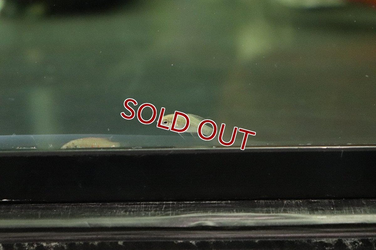 画像2: 【淡水魚】【通販】メス個体 スカーレットジェム【１匹 サンプル画像】(スカーレットジェム)(生体)(熱帯魚)NK (2)