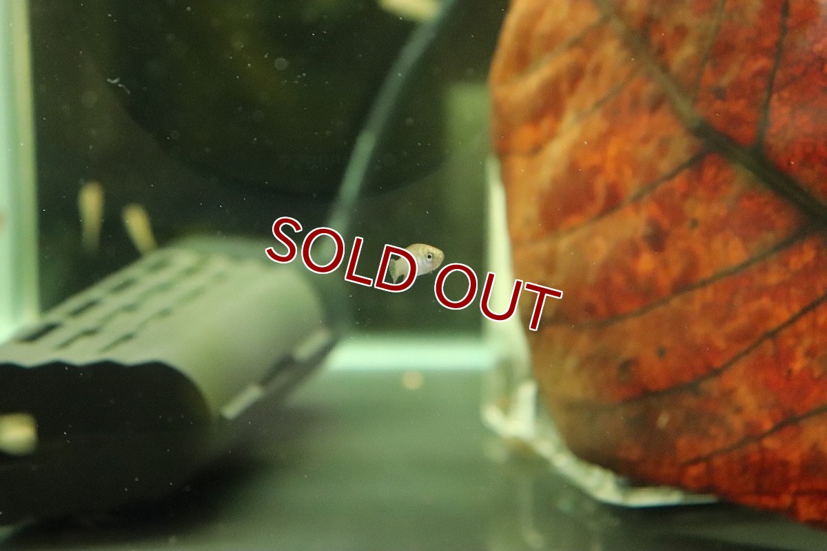 画像3: 【淡水魚】【通販】メス個体 スカーレットジェム【１匹 サンプル画像】(スカーレットジェム)(生体)(熱帯魚)NK (3)