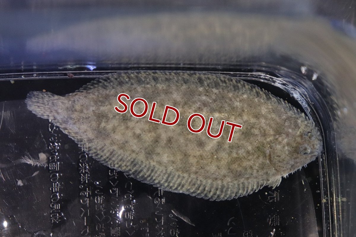 画像2: 【淡水魚】オーストラリアン淡水カレイ【１匹 サンプル画像】(±6-7cm)(淡水カレイ)(生体)(熱帯魚)NK (2)