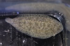 画像2: 【淡水魚】【通販】オーストラリアン淡水カレイ【１匹 サンプル画像】(±6-7cm)(淡水カレイ)(生体)(熱帯魚)NK (2)