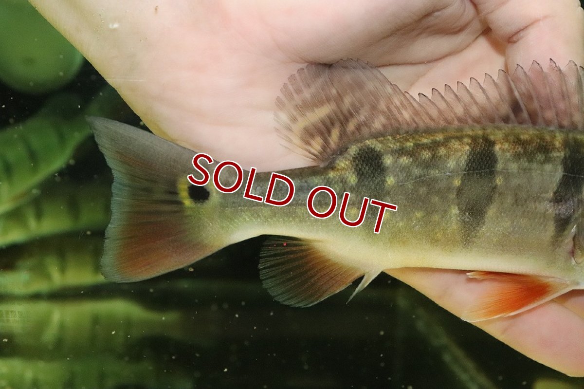 画像3: 【淡水魚】上物 フルスポット キクラ オリノコエンシス ベネズエラ産 ワイルド【１匹 サンプル画像】(±15-17cm)(生体)(熱帯魚)NKO (3)