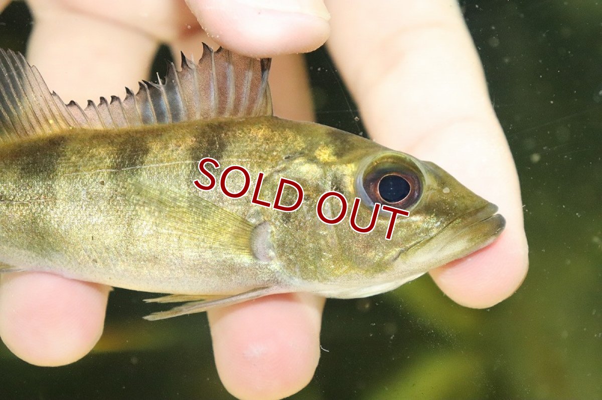 画像2: 【淡水魚】大特価 大きめ キクラ ケルベリー【１匹 サンプル画像】(±11-12cm)(大型魚)(生体)(熱帯魚)NKO (2)