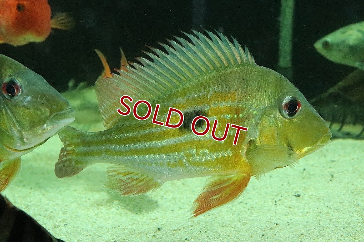 画像2: 【淡水魚】特価 ゲオファーガス ワインミレリー ラーゴ マリパウア産 ワイルド【１匹 サンプル画像】(Ｓサイズ)(生体)(熱帯魚)NKO (2)