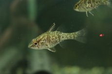 画像1: 【淡水魚】【通販】激レア 純淡水管理 淡水テンジクダイ インドネシア産 ワイルド【１匹 サンプル画像】(生体)(熱帯魚)NK (1)