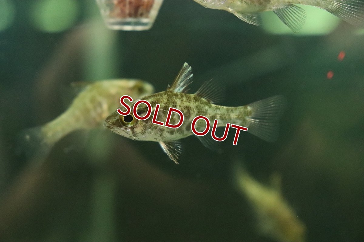 画像2: 【淡水魚】激レア 純淡水管理 淡水テンジクダイ インドネシア産 ワイルド【１匹 サンプル画像】(生体)(熱帯魚)NK (2)