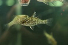 画像2: 【淡水魚】【通販】激レア 純淡水管理 淡水テンジクダイ インドネシア産 ワイルド【１匹 サンプル画像】(生体)(熱帯魚)NK (2)