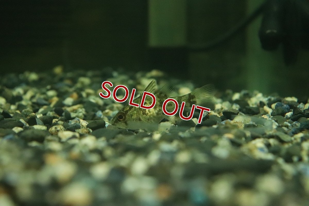 画像3: 【淡水魚】激レア 純淡水管理 淡水テンジクダイ インドネシア産 ワイルド【１匹 サンプル画像】(生体)(熱帯魚)NK (3)