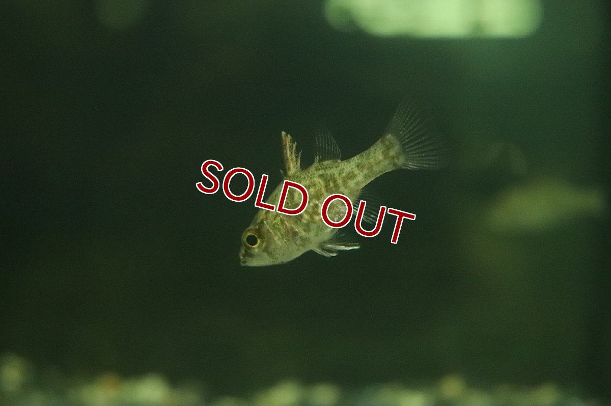 画像4: 【淡水魚】激レア 純淡水管理 淡水テンジクダイ インドネシア産 ワイルド【１匹 サンプル画像】(生体)(熱帯魚)NK (4)