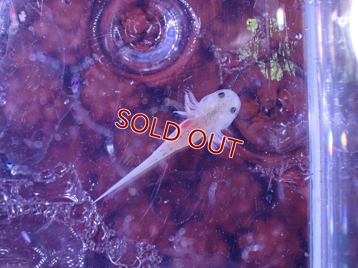 画像3: 【淡水魚】入荷激減 ウーパールーパー ベビー 黒目 リューシ【1匹 サンプル画像】(±2-3cm)(ウーパールーパー)(生体)(熱帯魚)NK (3)