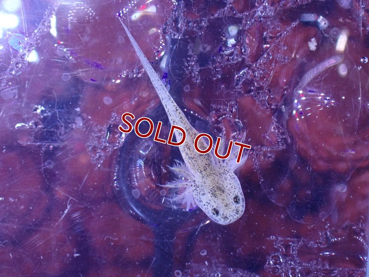 画像4: 【淡水魚】入荷激減 ウーパールーパー ベビー マーブル【1匹 サンプル画像】(±2-3cm)(ウーパールーパー)(生体)(熱帯魚)NK (4)