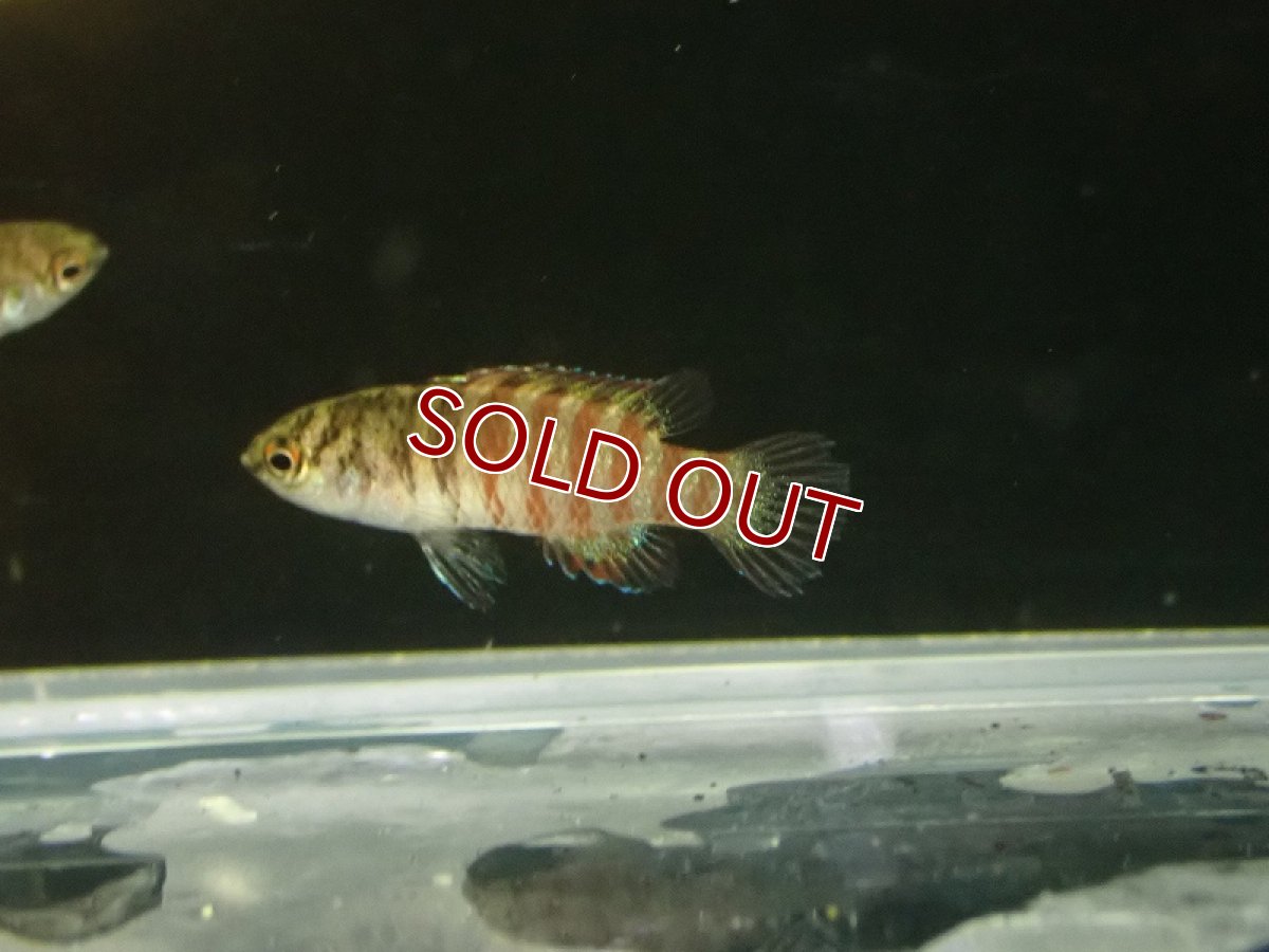 画像2: 【淡水魚】【通販】ブラックフェイススカーレットジェム【１匹 サンプル画像】(生体)(熱帯魚)NKBT (2)