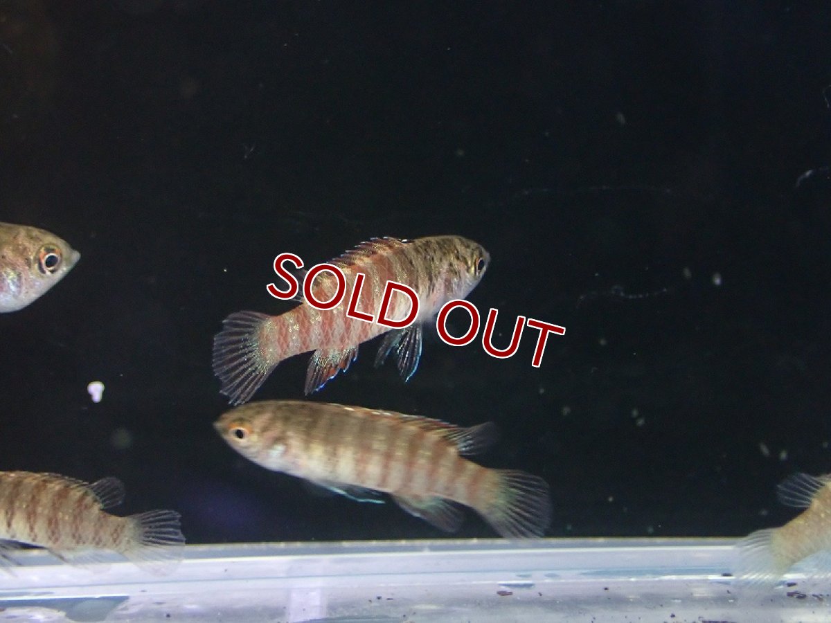 画像3: 【淡水魚】【通販】ブラックフェイススカーレットジェム【１匹 サンプル画像】(生体)(熱帯魚)NKBT (3)