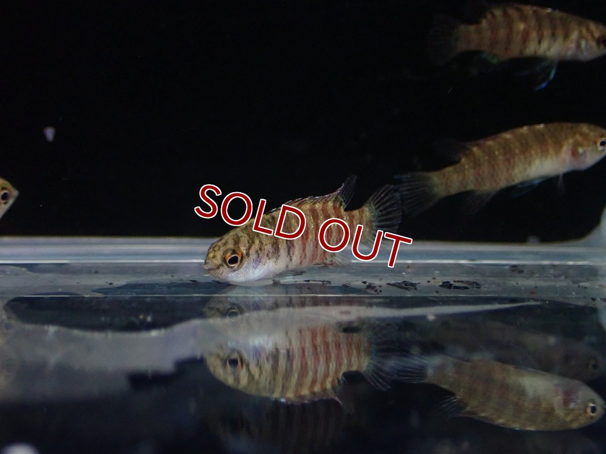 画像4: 【淡水魚】【通販】ブラックフェイススカーレットジェム【１匹 サンプル画像】(生体)(熱帯魚)NKBT (4)