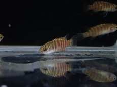 画像4: 【淡水魚】【通販】ブラックフェイススカーレットジェム【１匹 サンプル画像】(生体)(熱帯魚)NKBT (4)