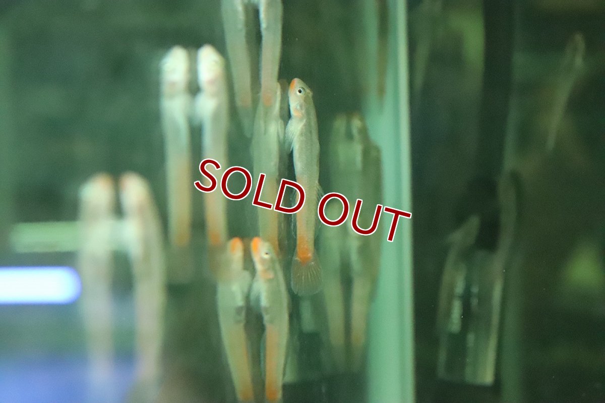 画像2: 【淡水魚】【通販】レッドリップスティックゴビー【１匹 サンプル画像】(ハゼ)(生体)(熱帯魚)NK (2)