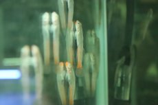 画像2: 【淡水魚】【通販】レッドリップスティックゴビー【１匹 サンプル画像】(ハゼ)(生体)(熱帯魚)NK (2)