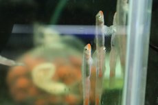 画像4: 【淡水魚】【通販】レッドリップスティックゴビー【１匹 サンプル画像】(ハゼ)(生体)(熱帯魚)NK (4)