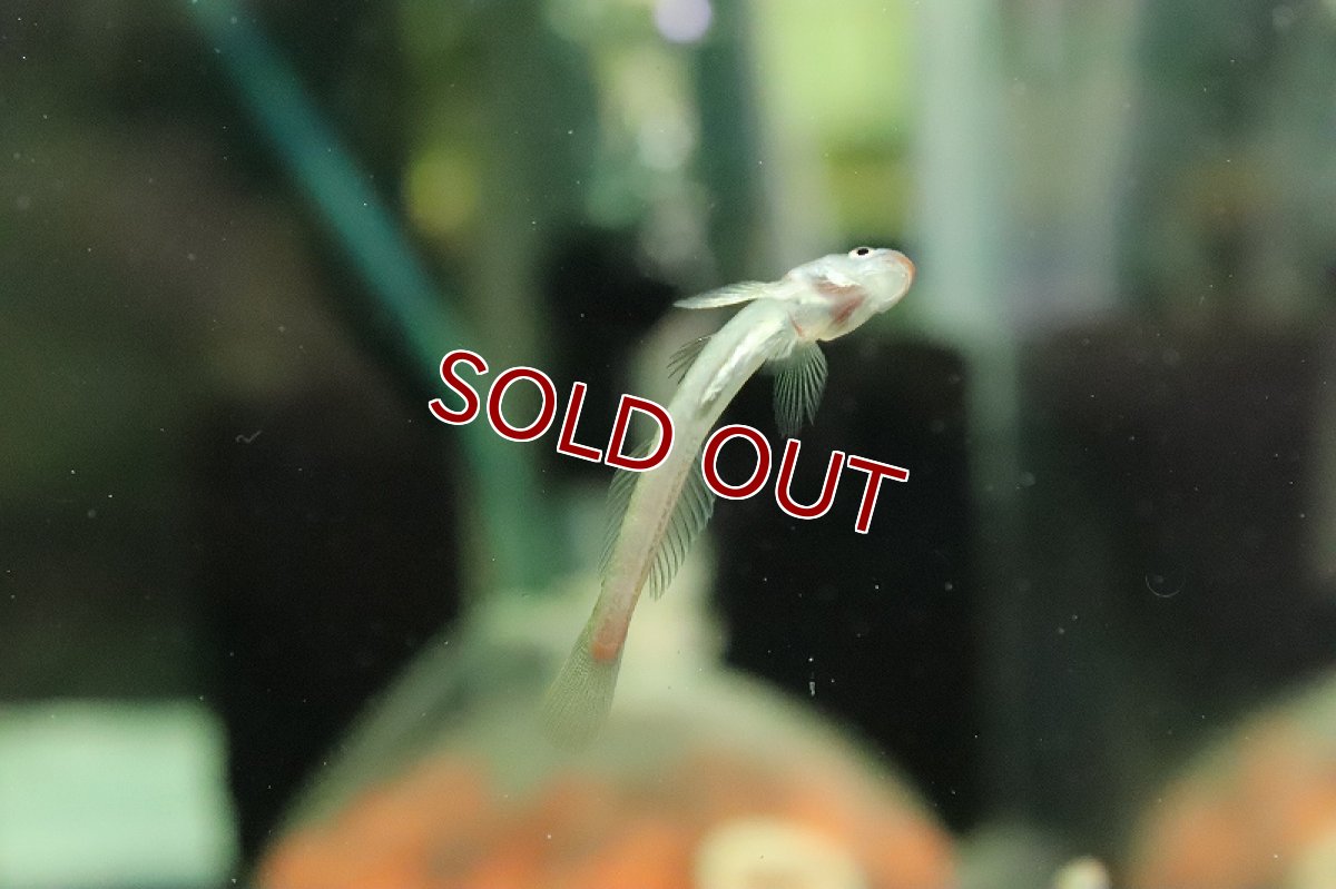 画像5: 【淡水魚】【通販】レッドリップスティックゴビー【１匹 サンプル画像】(ハゼ)(生体)(熱帯魚)NK (5)