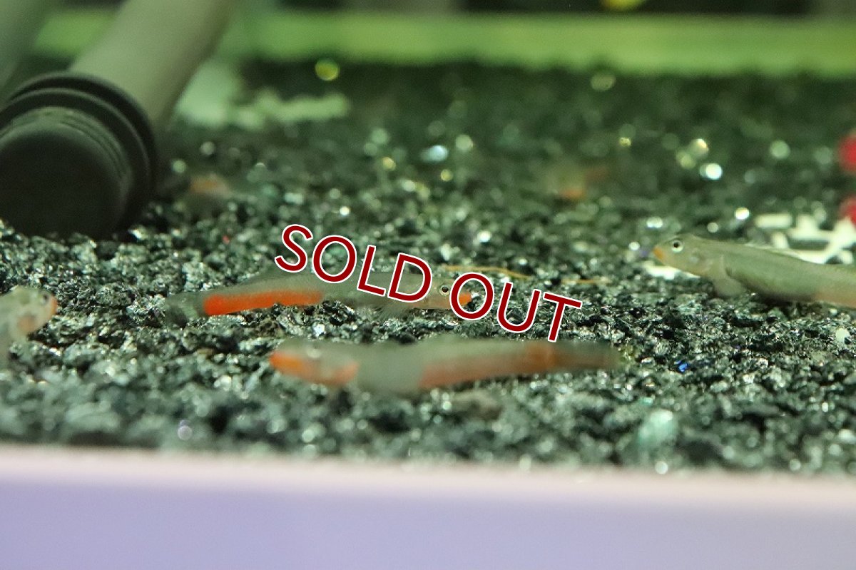 画像6: 【淡水魚】【通販】レッドリップスティックゴビー【１匹 サンプル画像】(ハゼ)(生体)(熱帯魚)NK (6)