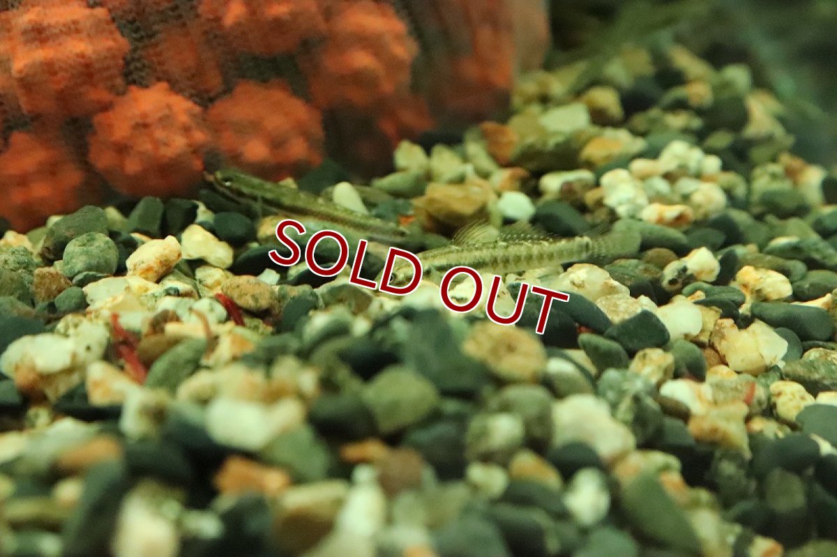 画像2: 【淡水魚】【通販】スティフォドン ペレウェンシス【１匹 サンプル画像】(ハゼ)(生体)(熱帯魚)NK (2)