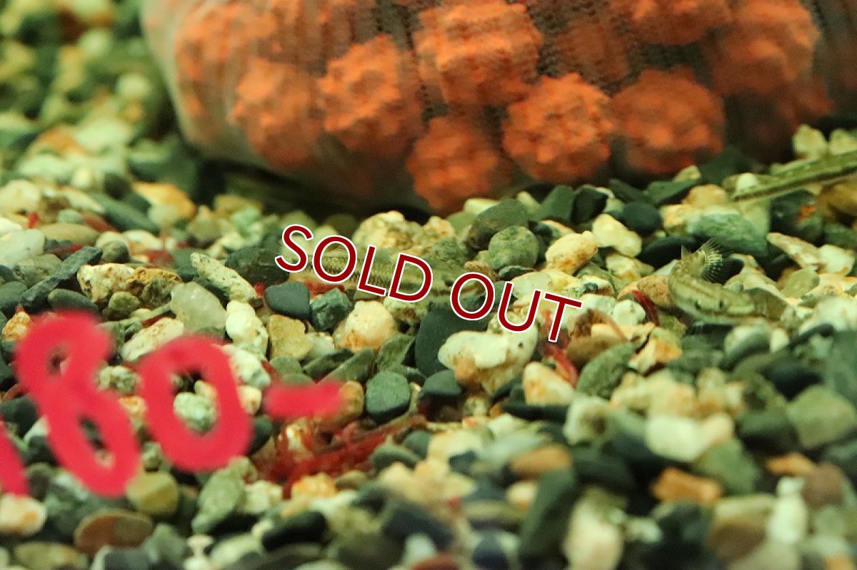 画像3: 【淡水魚】【通販】スティフォドン ペレウェンシス【１匹 サンプル画像】(ハゼ)(生体)(熱帯魚)NK (3)