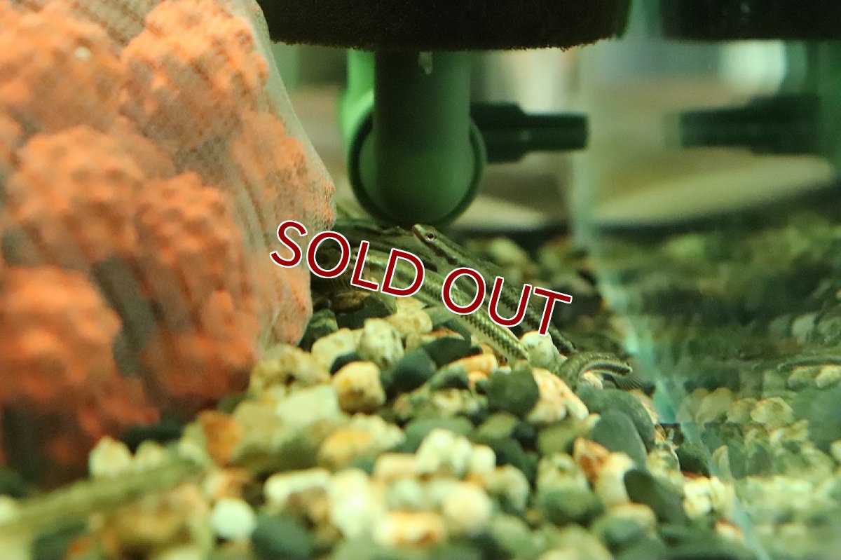 画像4: 【淡水魚】【通販】スティフォドン ペレウェンシス【１匹 サンプル画像】(ハゼ)(生体)(熱帯魚)NK (4)