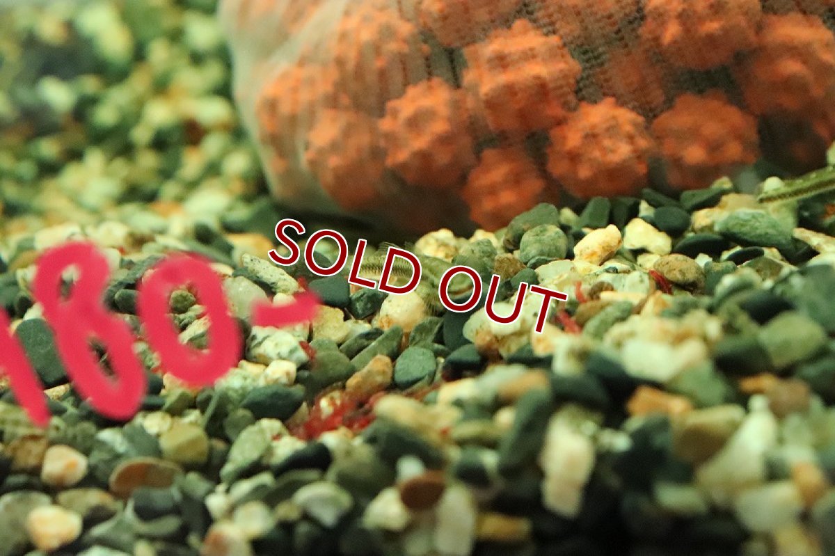 画像5: 【淡水魚】【通販】スティフォドン ペレウェンシス【１匹 サンプル画像】(ハゼ)(生体)(熱帯魚)NK (5)