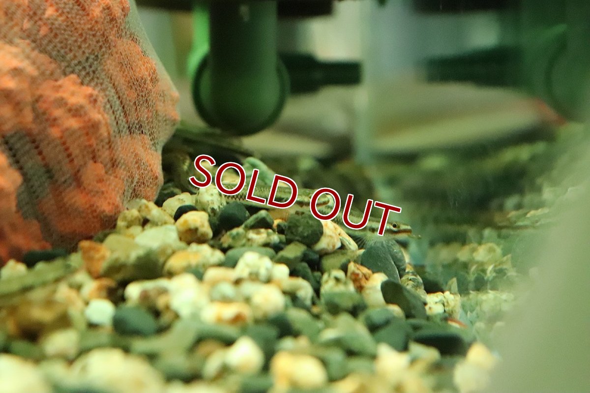 画像6: 【淡水魚】【通販】スティフォドン ペレウェンシス【１匹 サンプル画像】(ハゼ)(生体)(熱帯魚)NK (6)