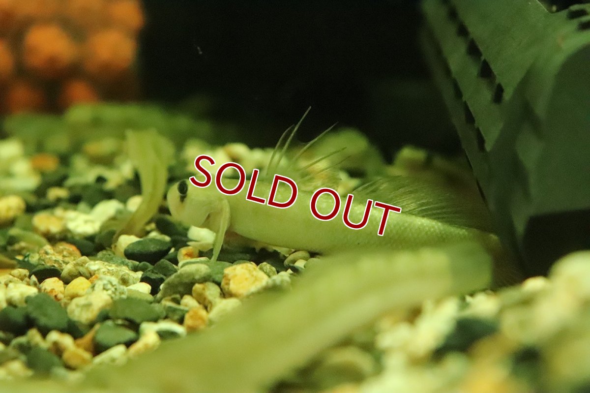 画像4: 【淡水魚】【通販】セルフィンエレクトリックゴビー【１匹 サンプル画像】(ハゼ)(生体)(熱帯魚)NK (4)