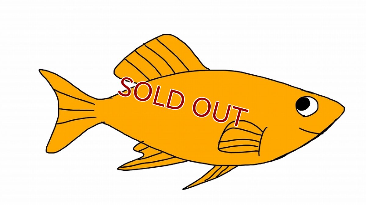 画像1: 【10%OFF対象商品30周年セール】【淡水魚】当日発送不可お取り寄せ生体 オレンジモーリー【１匹 イメージ画像】(メダカ科) (1)