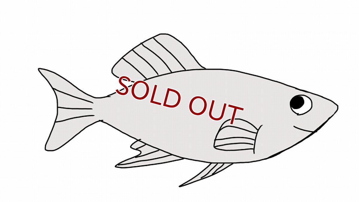 画像1: 【10%OFF対象商品30周年セール】【淡水魚】当日発送不可お取り寄せ生体 シルバーモーリー【１匹 イメージ画像】(メダカ科) (1)