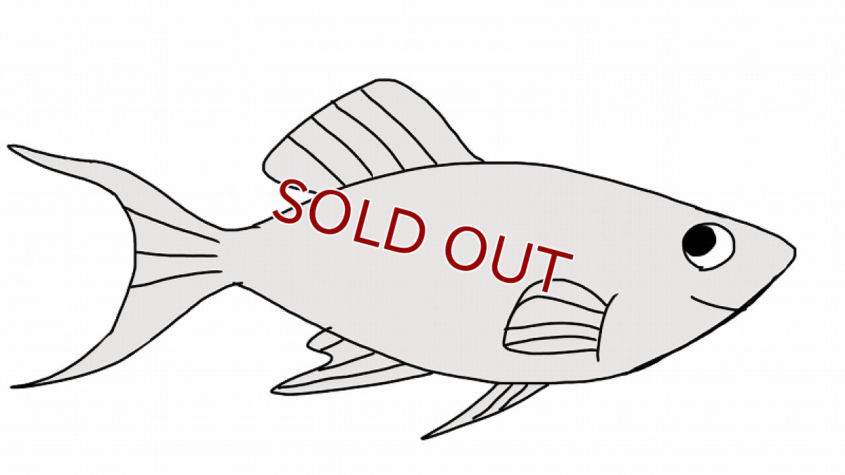 画像1: 【10%OFF対象商品30周年セール】【淡水魚】当日発送不可お取り寄せ生体 シルバーライヤーモーリー【１匹 イメージ画像】(メダカ科) (1)