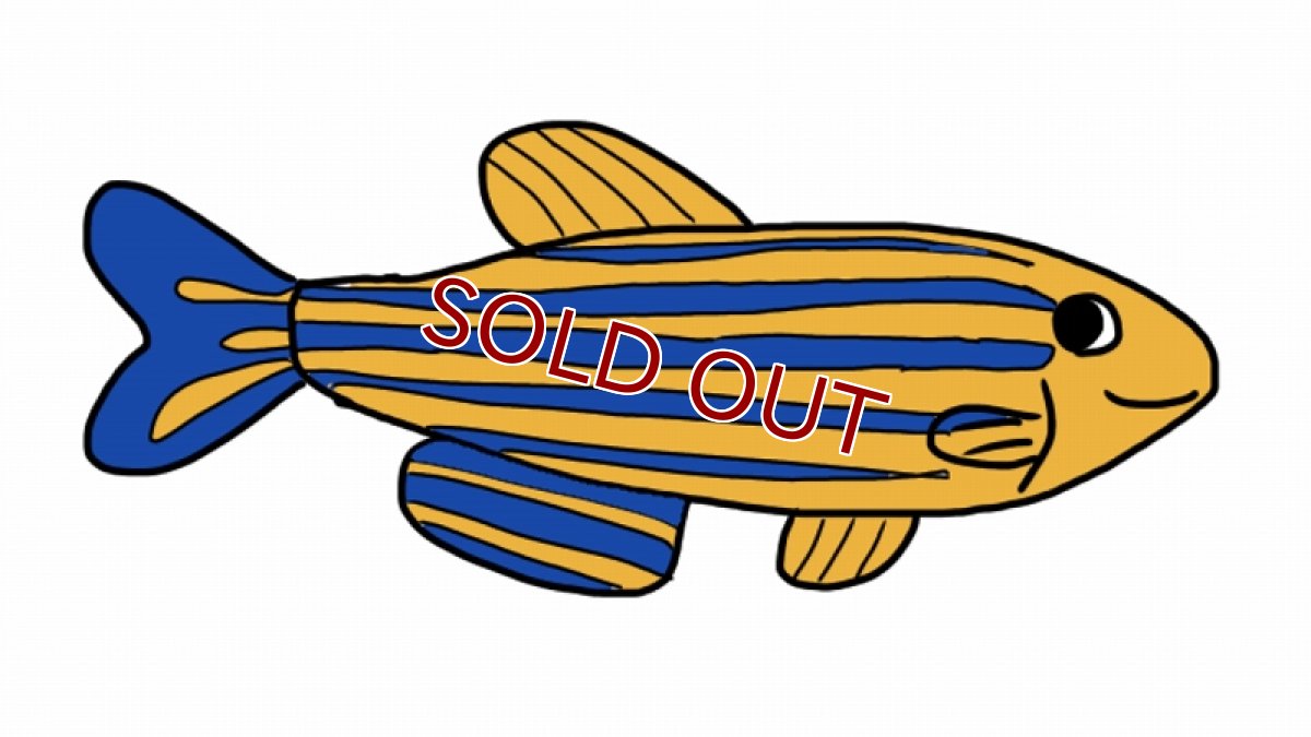 画像1: 【10%OFF対象商品30周年セール】【淡水魚】当日発送不可お取り寄せ生体 ゼブラダニオ【１匹 イメージ画像】(コイ科) (1)